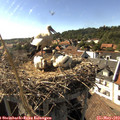 16_50-nest.jpg