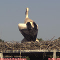 16_55-mast.jpg