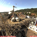 16_55-nest.jpg