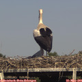 17_00-mast.jpg