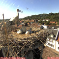 17_00-nest.jpg