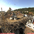 17_05-nest.jpg