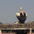 17_10-mast.jpg