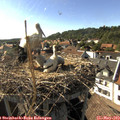 17_10-nest.jpg