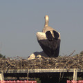 17_15-mast.jpg