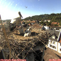 17_15-nest.jpg