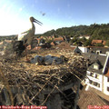 17_20-nest.jpg
