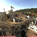 17_25-nest.jpg