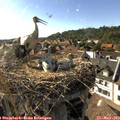 17_30-nest.jpg