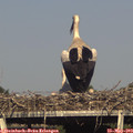 17_35-mast.jpg