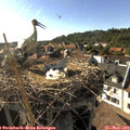 17_35-nest.jpg