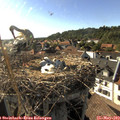 17_40-nest.jpg