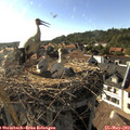 17_45-nest.jpg
