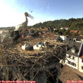 17_50-nest.jpg