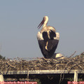 17_55-mast.jpg
