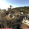 17_55-nest.jpg