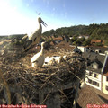 18_00-nest.jpg