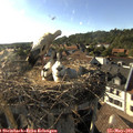 18_05-nest.jpg