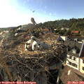 18_10-nest.jpg