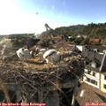 18_15-nest.jpg