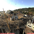 18_20-nest.jpg