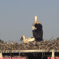 18_25-mast.jpg