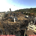 18_25-nest.jpg