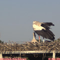 18_30-mast.jpg