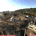 18_30-nest.jpg
