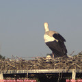 18_35-mast.jpg