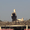 18_40-mast.jpg