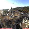 18_40-nest.jpg