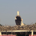 18_45-mast.jpg