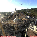 18_50-nest.jpg