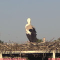 18_55-mast.jpg