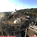 18_55-nest.jpg