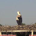 19_00-mast.jpg