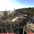 19_00-nest.jpg
