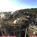 19_05-nest.jpg