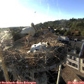 19_10-nest.jpg
