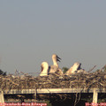 19_15-mast.jpg