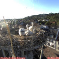 19_15-nest.jpg