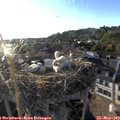 19_20-nest.jpg