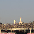 19_25-mast.jpg