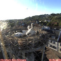 19_25-nest.jpg