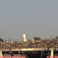 19_30-mast.jpg