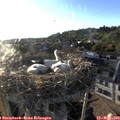 19_30-nest.jpg