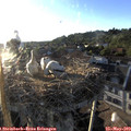 19_35-nest.jpg