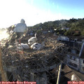 19_45-nest.jpg
