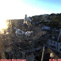 20_35-nest.jpg